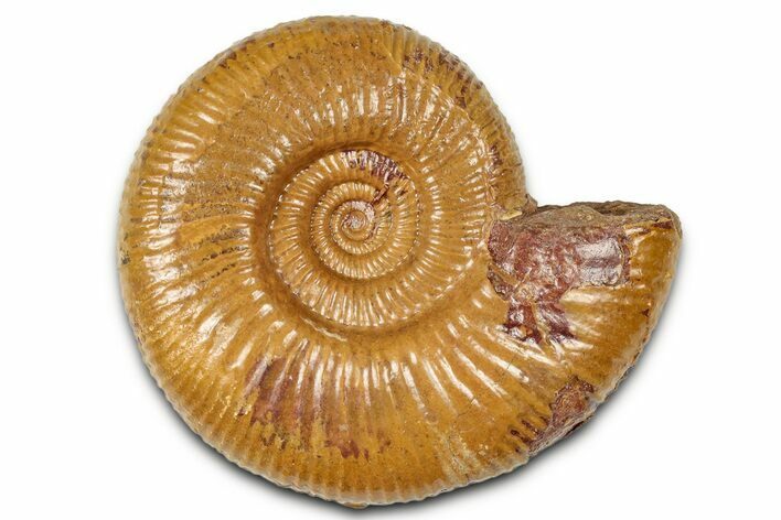 Jurassic Ammonite Fossil - Sengenthal, Germany #326712